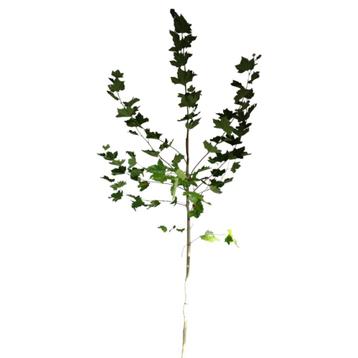 Gewone plataan - Platanus hispanica - Omtrek: 14-18 cm | Hoo beschikbaar voor biedingen