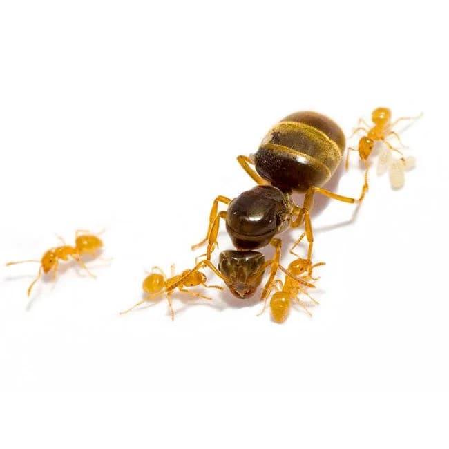 Lasius flavus, koningin en 10+ werksters, Dieren en Toebehoren, Insecten en Spinnen