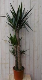 Kamerplant Yucca 160 cm - Warentuin Natuurlijk, Nieuw, Verzenden