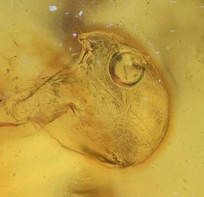 Birmese barnsteen - Fossiele cabochon - with rare movable, Verzamelen, Mineralen en Fossielen