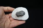 Trilobiet - Gefossiliseerd dier - Morocops ovatus (Zonder