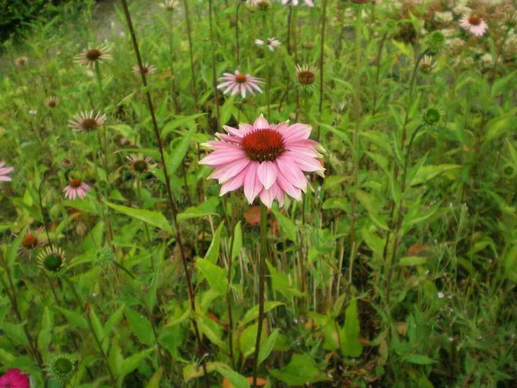 Zonnehoed Echinacea Rudbeckia Wit Paars Geel Goldsturm, Tuin en Terras, Planten | Tuinplanten, Vaste plant, Volle zon, Zomer, Ophalen of Verzenden