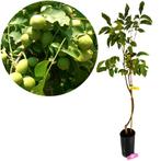 Juglans regia Chandler, Walnotenboom + pot, Verzenden, Volle zon