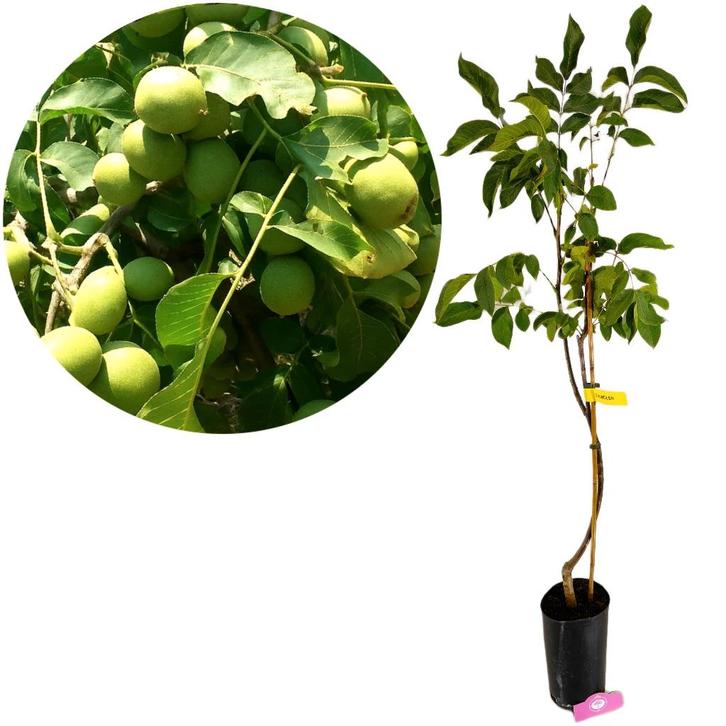 Juglans regia Chandler, Walnotenboom + pot, Tuin en Terras, Planten | Fruitbomen, Volle zon, Verzenden