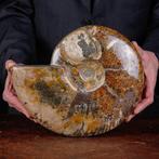 Exclusief Pools Cleoniceras - Gefossiliseerde schelp -