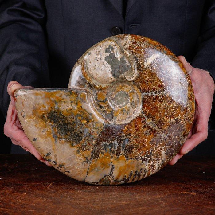 Exclusief Pools Cleoniceras - Gefossiliseerde schelp -, Verzamelen, Mineralen en Fossielen