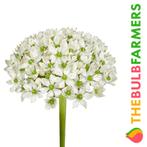 The Bulb Farmers - 80 x Allium Nigrum - wit, Verzenden, Najaar, Volle zon, Bloembol