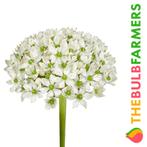 The Bulb Farmers - 80 x Allium Nigrum - wit, Tuin en Terras, Bloembollen en Zaden, Verzenden, Najaar, Volle zon, Bloembol