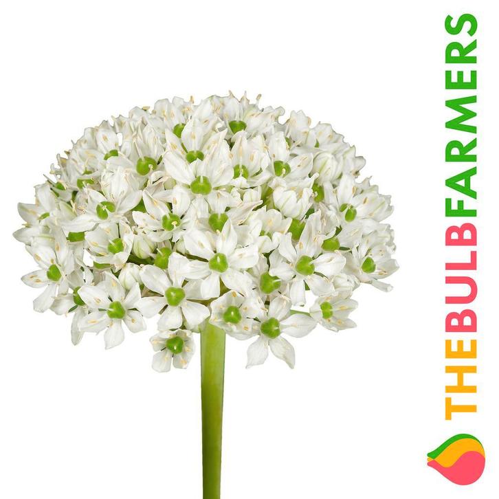 The Bulb Farmers - 80 x Allium Nigrum - wit, Tuin en Terras, Bloembollen en Zaden, Bloembol, Najaar, Volle zon, Verzenden