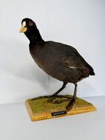 Europese Meerkoet Taxidermie volledige montage - Fulica atra, Nieuw