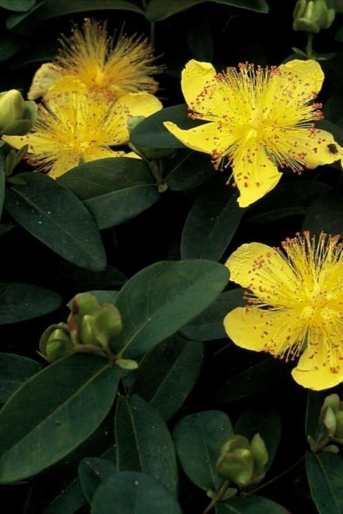 Hertshooi Hypericum calycinum Pot, Tuin en Terras, Planten | Tuinplanten