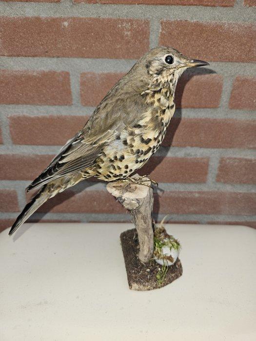 Grote lijster Taxidermie volledige montage - Turdus, Verzamelen, Dierenverzamelingen