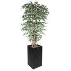 GGM Gastro | Ficus Starlight | PWBTBTN | PWBTBTN, Verzenden, Nieuw in verpakking