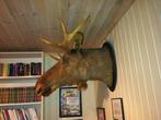 Eland Taxidermie volledige montage - Moose head - 100 cm -, Nieuw