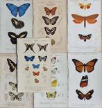 Charles Dessalines DOrbigny - Lot. of 7 plates -