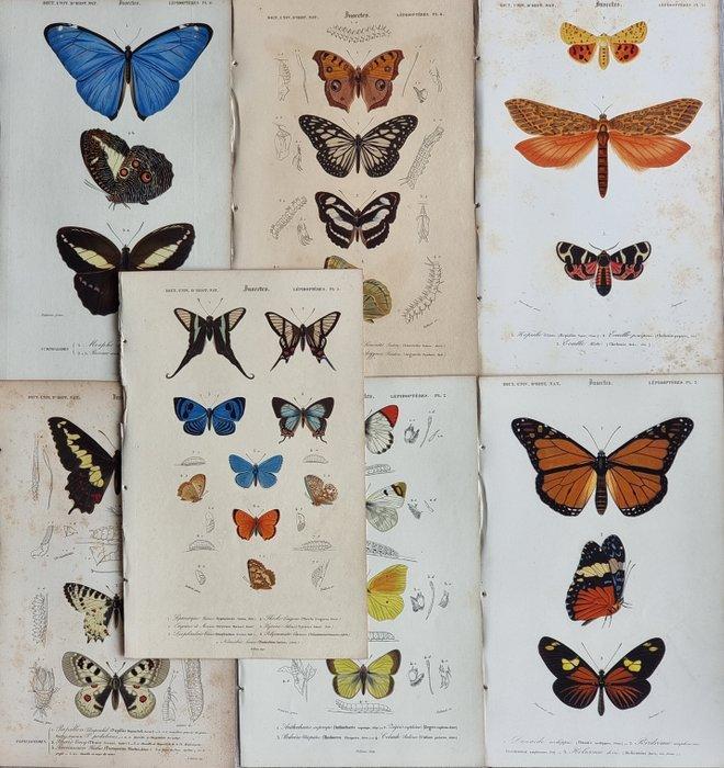 Charles Dessalines DOrbigny - Lot. of 7 plates -, Antiek en Kunst, Antiek | Boeken en Bijbels