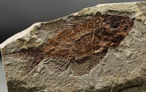 Fijnste fossiele vis op steen - Geen restauratie -, Verzamelen, Mineralen en Fossielen