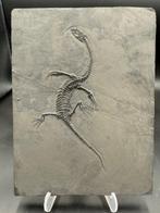 Fossiel - Fossiele matrix - Keichousaurus sp. - 23 cm - 17.5