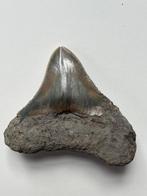 Megalodon tand 7,0 cm - Fossiele tand - Carcharocles, Antiek en Kunst