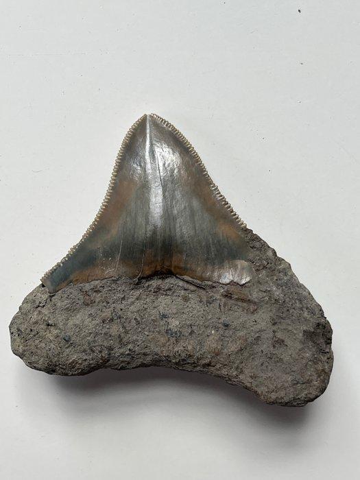 Megalodon tand 7,0 cm - Fossiele tand - Carcharocles, Antiek en Kunst, Curiosa en Brocante