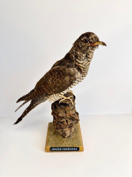 Jonge koekoek (met ring) Taxidermie volledige montage -, Verzamelen, Dierenverzamelingen