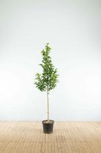 Magnolia Susan hoogstam, Tuin en Terras, Planten | Tuinplanten