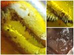 Ultra-zeldzaam insect stalactiet mineraal vervangingsproces