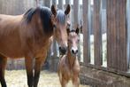 Drachtige merrie weidegang en stalling en afveulenen, Weidegang, 4 paarden of pony's of meer