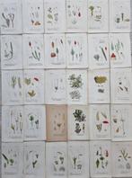 Diedrich Franz Leonhard von Schlechtendal (1794 / 1866) -, Antiek en Kunst