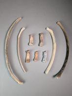 Nijlpaard - Fossiel bot - Hippopotamus lemerlei (Zonder, Verzamelen