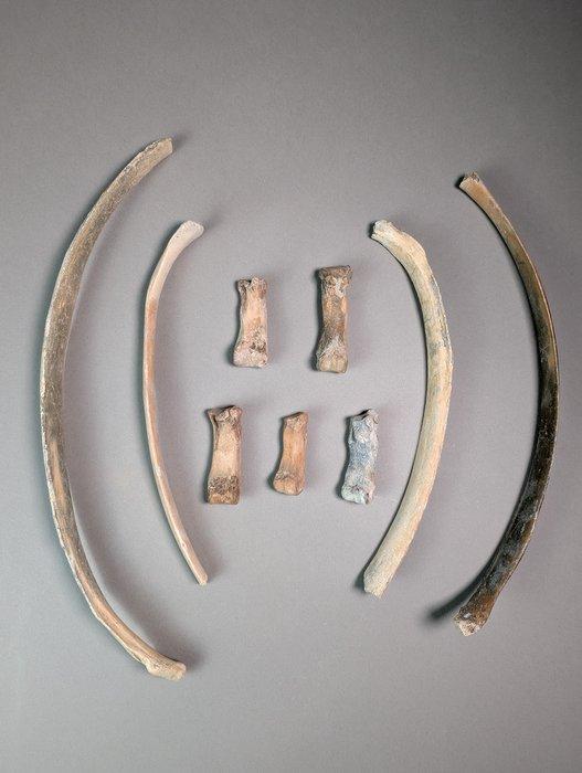 Nijlpaard - Fossiel bot - Hippopotamus lemerlei (Zonder, Verzamelen, Mineralen en Fossielen