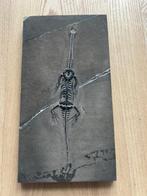 Zeereptiel - Gefossiliseerd dier - Keichousaurus s - 20.6 cm