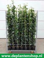 Hedera klimop hibernica klimop gaaswerk groenblijvende haag, Halfschaduw, Vaste plant, Ophalen of Verzenden, Klimplanten