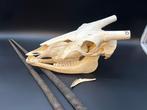 Gemsbok Schedel - Oryx gazella - skull + horns - 24 cm - 41, Nieuw