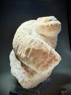 Zeldzaam volledige rudist - Gefossiliseerde schelp - Caprina