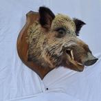 Wild zwijn Taxidermie wandmontage - Sus scrofa - très grande, Verzamelen, Dierenverzamelingen, Nieuw