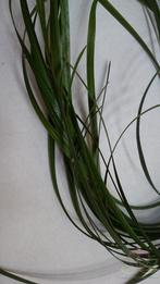 Berengras Beregras Zijdebloem Beregras berengras, Huis en Inrichting, Woonaccessoires | Kunstplanten en Kunstbloemen, Ophalen of Verzenden