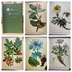 Dr Palla - 100 plates Atlas der Alpenflora Vol. 3 - 1897
