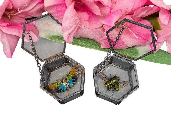 Doos - Glas, Metaal - Zeldzame insecten + Doos, Antiek en Kunst, Kunst | Designobjecten