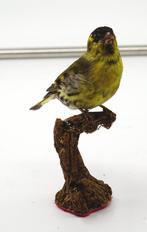 Lucherino Taxidermie volledige montage - Spinus spinus (with, Verzamelen, Dierenverzamelingen, Nieuw