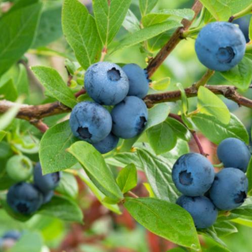 Blauwe bosbes - Vaccinium corymbosum Goldtraube - 60-80 cm, Tuin en Terras, Planten | Bomen, Ophalen of Verzenden
