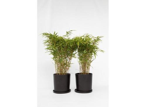 Bamboo Gansu - set van 2, Huis en Inrichting, Kamerplanten, Verzenden