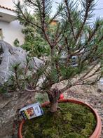 Den bonsai (Pinus) - Hoogte (boom): 40 cm - Diepte (boom):