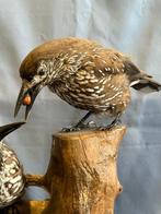 Hazelaar Taxidermie volledige montage - Nucifraga, Nieuw