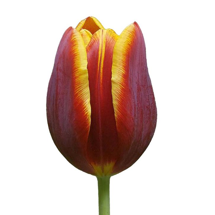 Bloembollen - 80 x Tulp Devenish - rood met geel, Tuin en Terras, Bloembollen en Zaden, Bloembol, Voorjaar, Volle zon, Verzenden