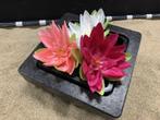 Osaka drijvende plantenring met plastic plantenmand 19x19cm, Verzenden, Nieuw, Overige typen