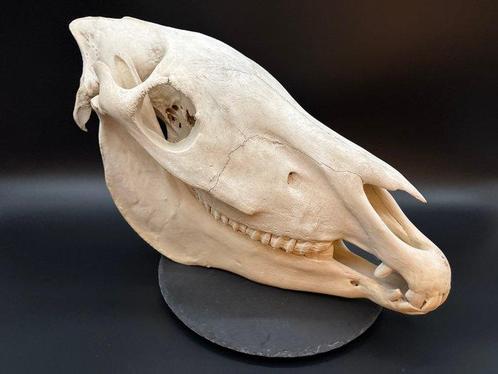 Burchell-zebra Schedel van een zoogdier - Equus quagga, Verzamelen, Dierenverzamelingen