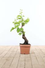 Wijnstok / Vitis Vinifera bonsai 40-60 cm, Tuin en Terras, Planten | Tuinplanten
