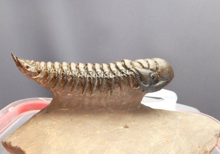 Trilobiet - Fossiel skelet - Crotalocephalus gibbus - 11 cm, Verzamelen, Mineralen en Fossielen