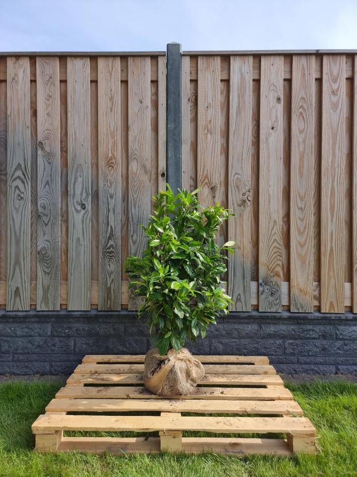 Laurier - Prunus Laurocerasus Novita - 60 t/m 200cm, Tuin en Terras, Planten | Struiken en Hagen, Laurier, Struik, Ophalen of Verzenden